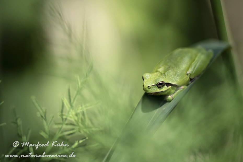 Laubfrosch (Mittelmeer-)_0059