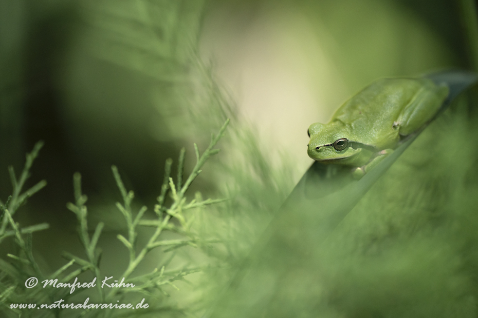 Laubfrosch (Mittelmeer-)_0060