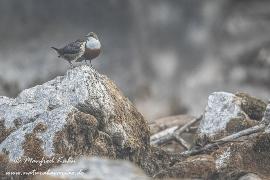 Wasseramsel ()_0305