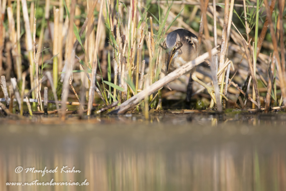 Zwergdommel ()_0083