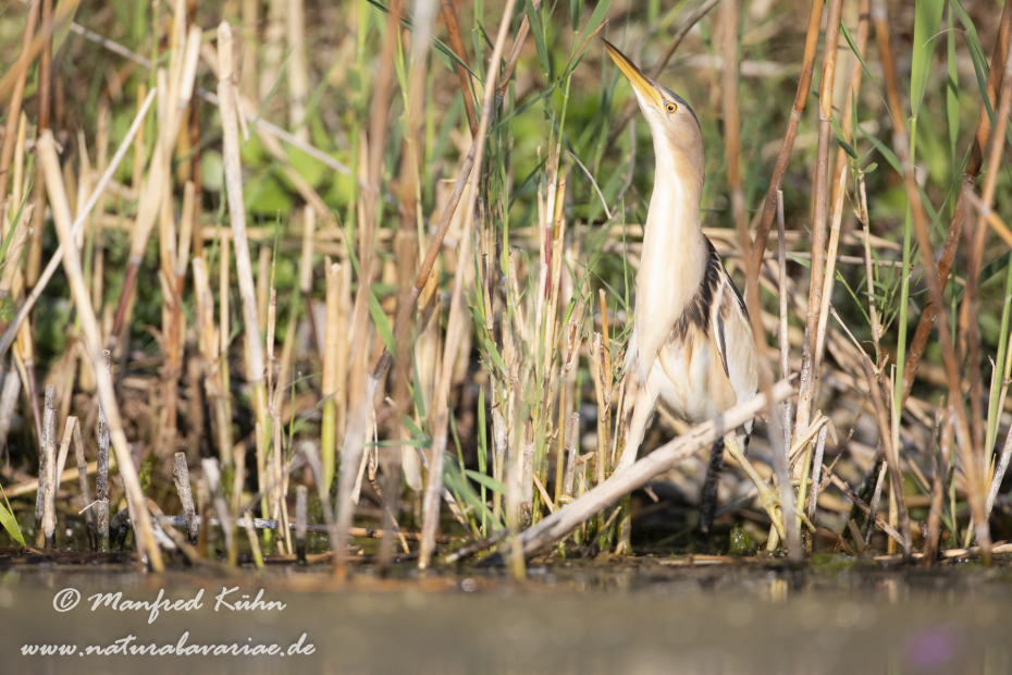 Zwergdommel ()_0090