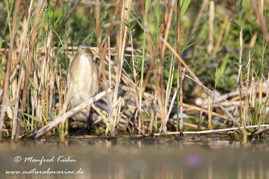 Zwergdommel ()_0097