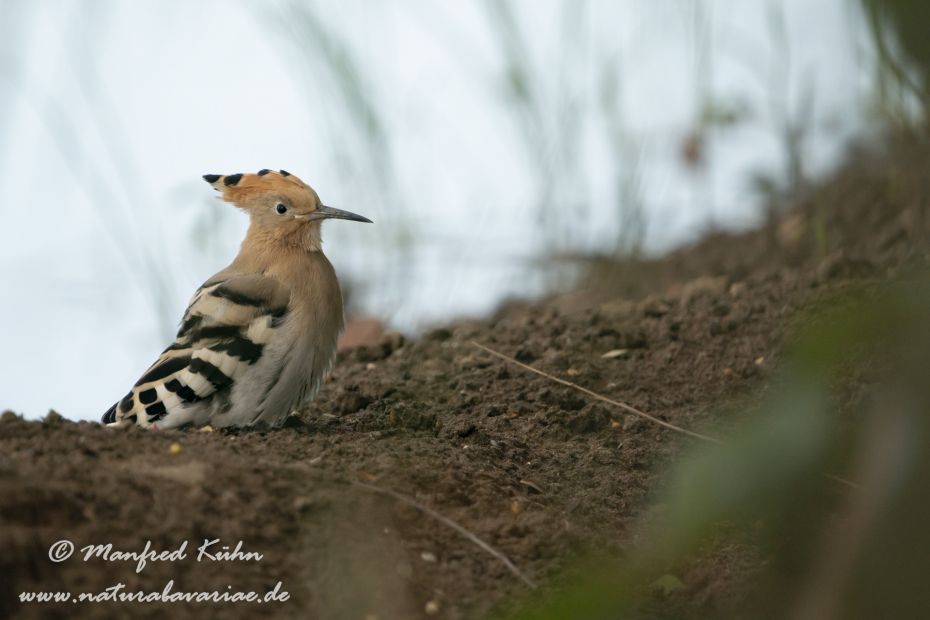 Wiedehopf ()_0022
