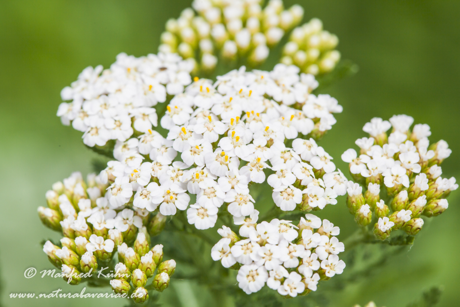 Schafgarbe ()_0002