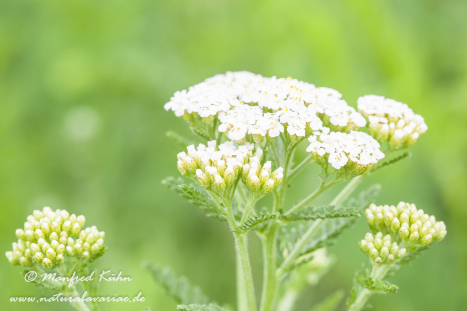 Schafgarbe ()_0004