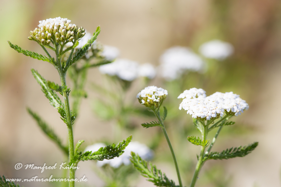 Schafgarbe ()_0007