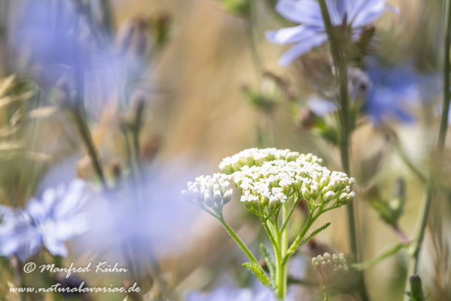 Schafgarbe ()_0013