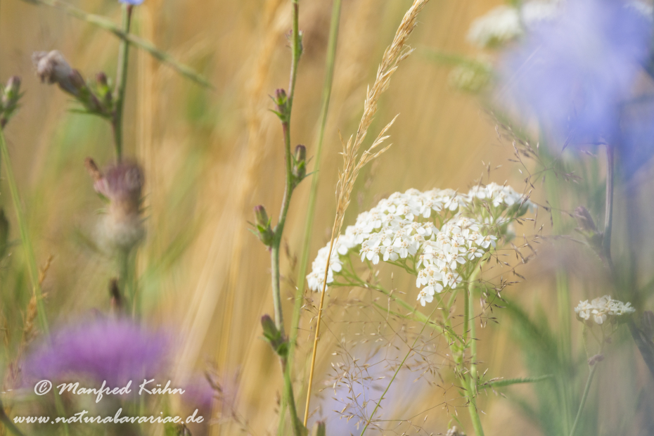 Schafgarbe ()_0016