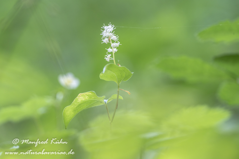 Schattenblume (Zweiblättrige)_0003