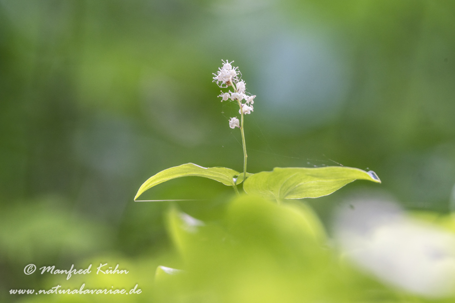 Schattenblume (Zweiblättrige)_0007
