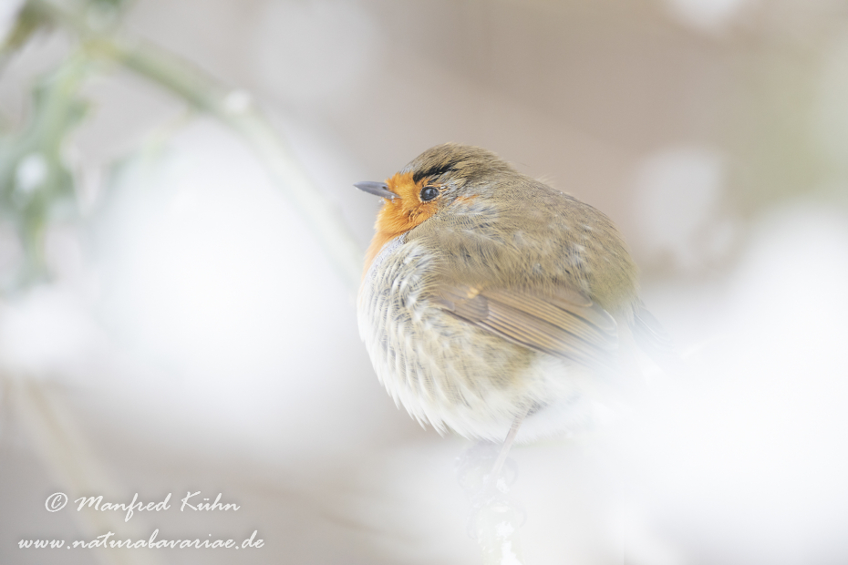 Rotkehlchen ()_0106