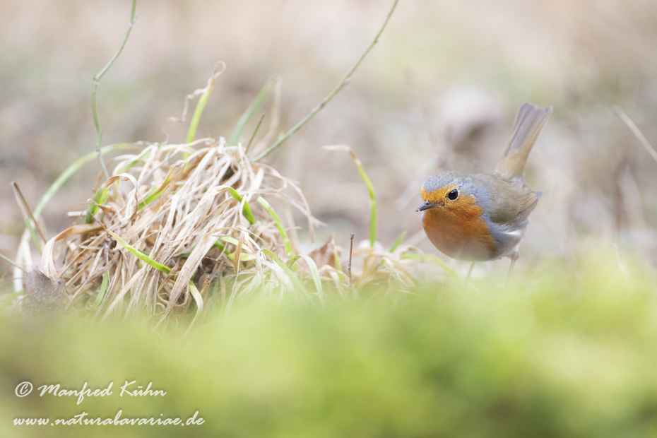 Rotkehlchen ()_0107