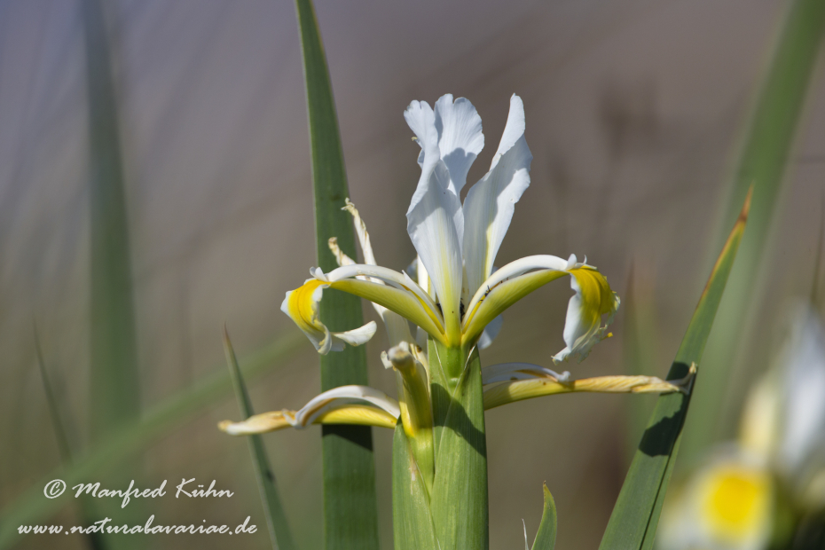 Schwertlilie (Orientalische)_0002