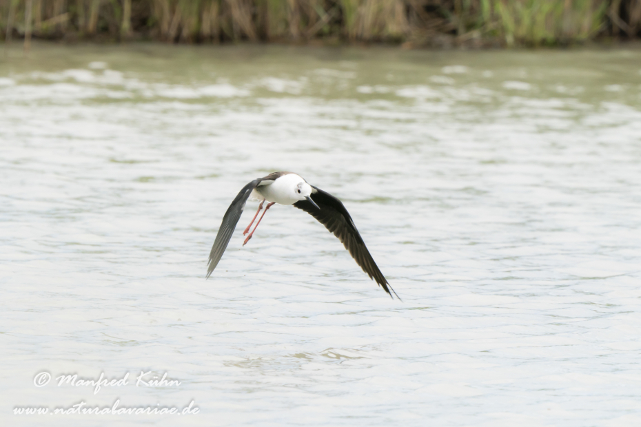 Stelzenläufer ()_0177