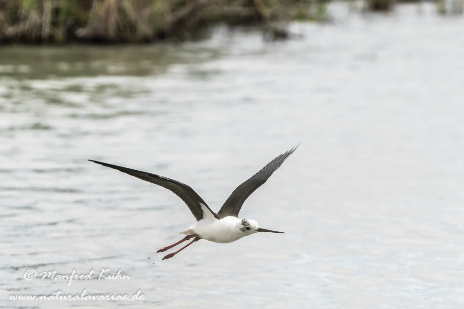 Stelzenläufer ()_0179