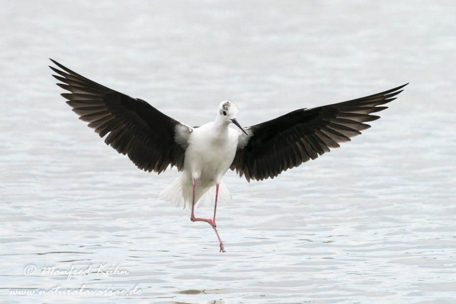Stelzenläufer ()_0187