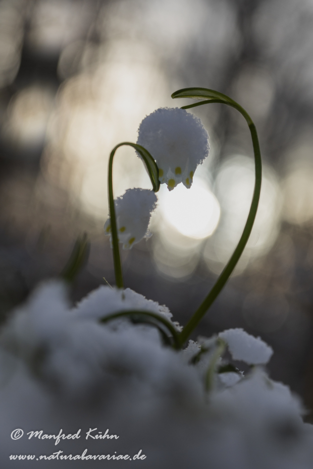 Frühlingsknotenblume ()_0107