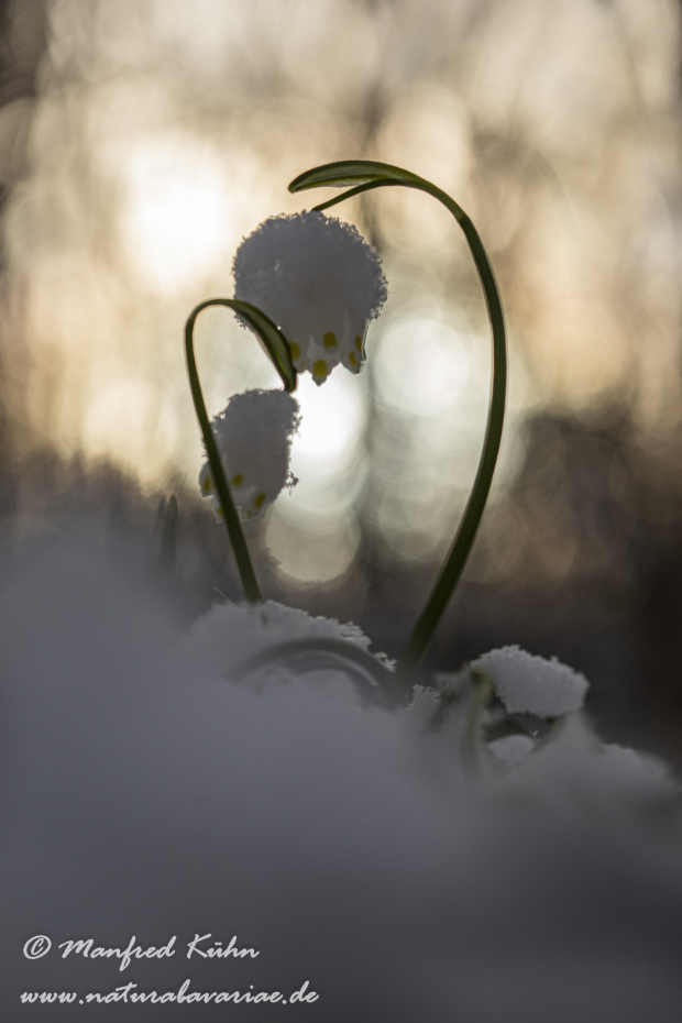 Frühlingsknotenblume ()_0108