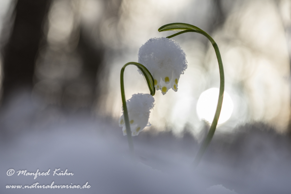 Frühlingsknotenblume ()_0109
