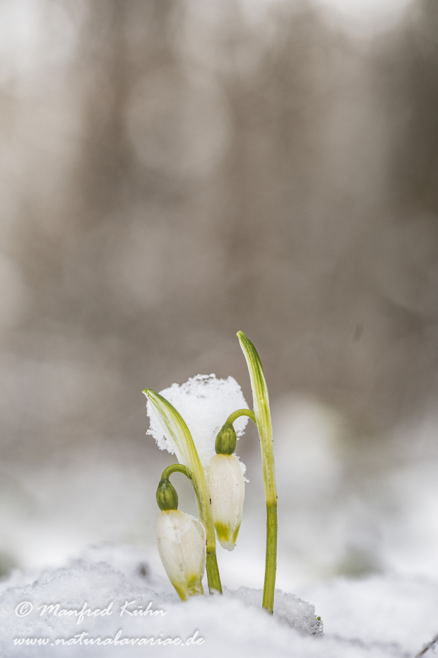 Frühlingsknotenblume ()_0110