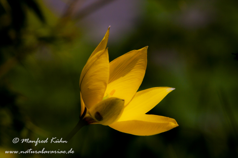 Tulpe (wilde)_0001