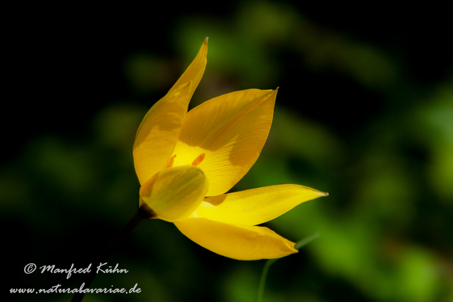 Tulpe (wilde)_0002