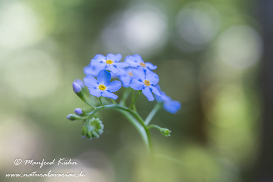 Vergissmeinnicht (Wald-)_0012