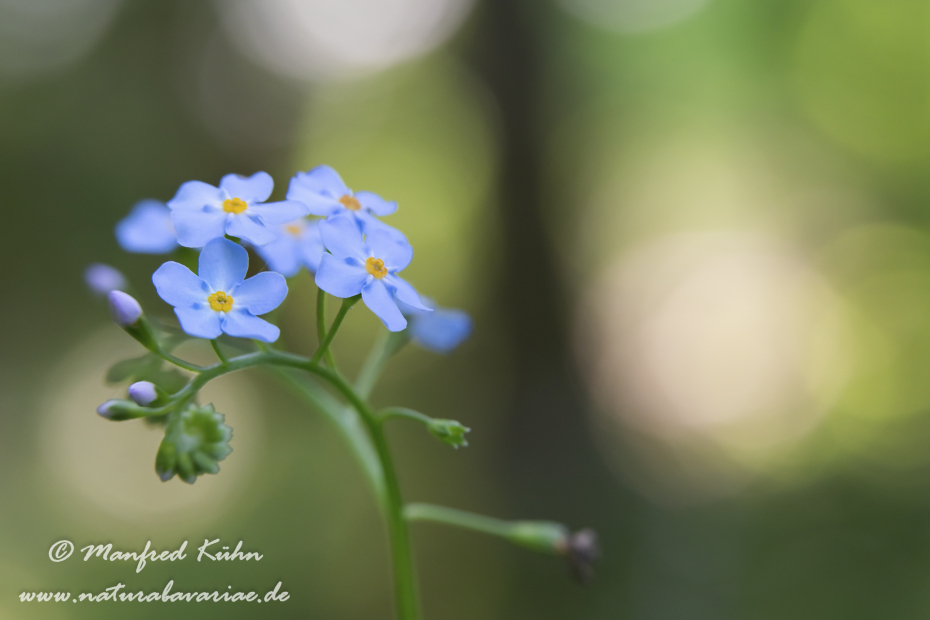 Vergissmeinnicht (Wald-)_0015