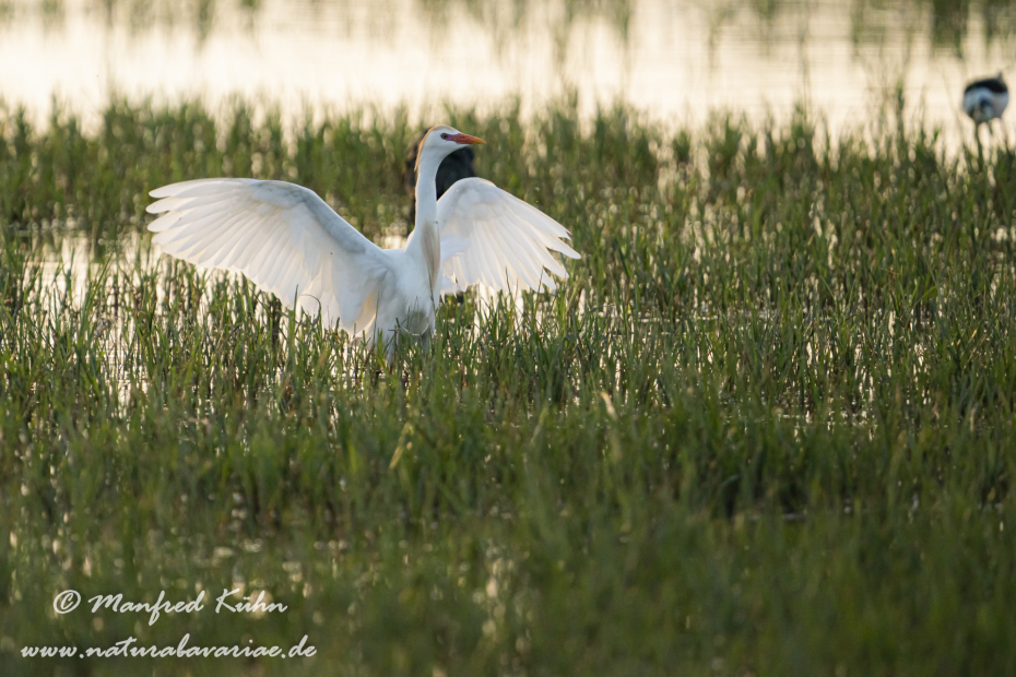 Kuhreiher ()_0046