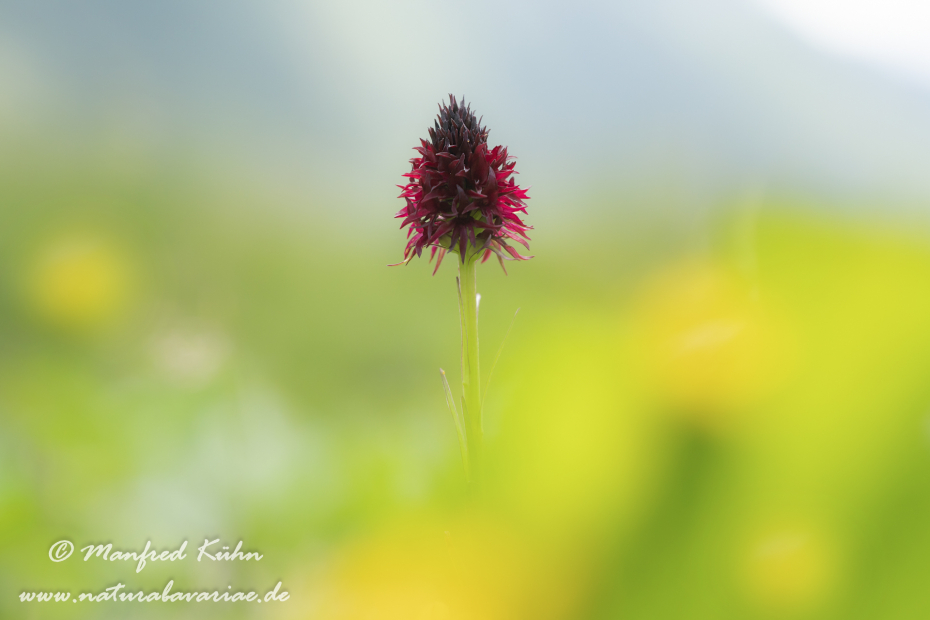 Kohlröschen (Gewöhnliches)_0019