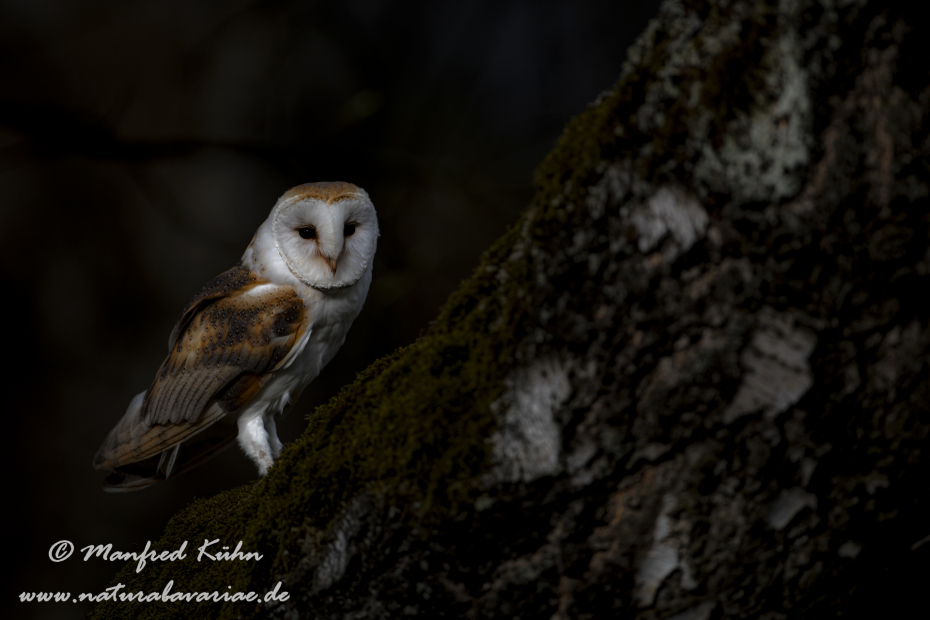 Schleiereule ()_0030