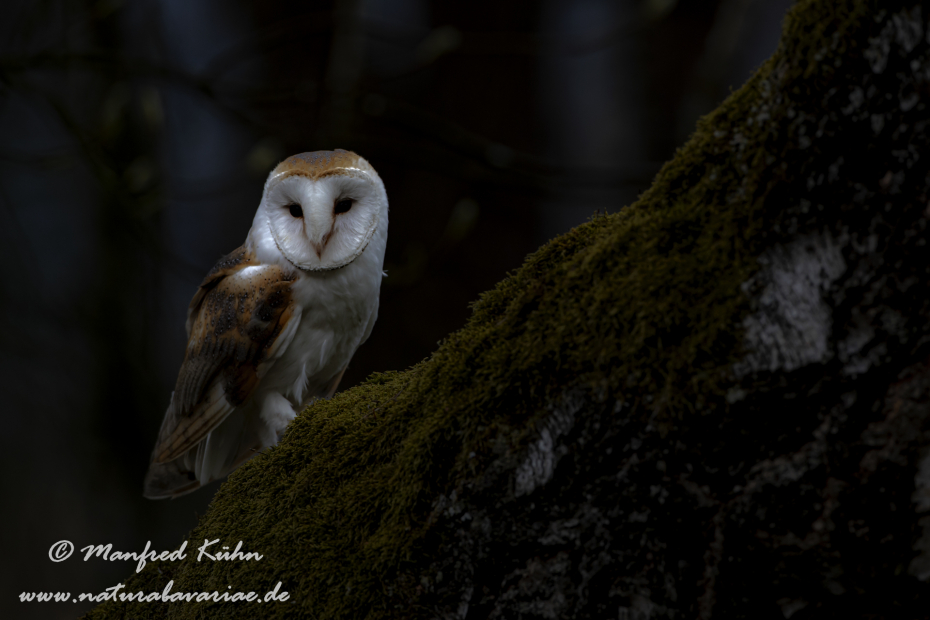 Schleiereule ()_0032
