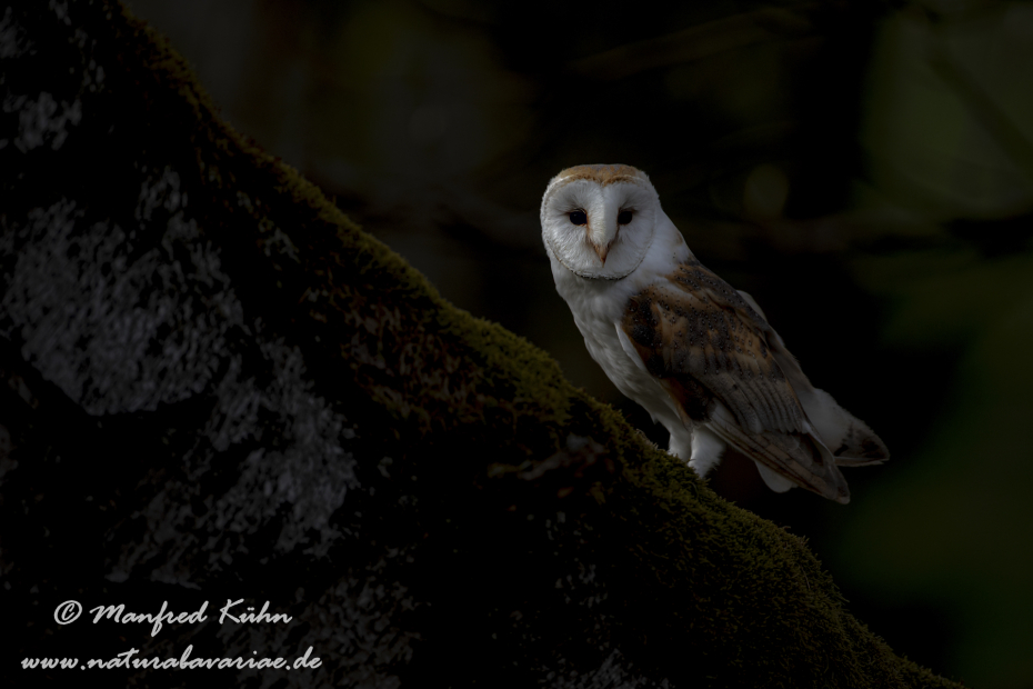 Schleiereule ()_0035