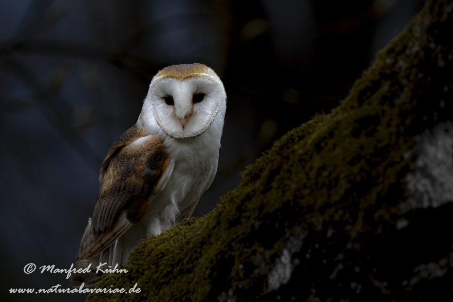 Schleiereule ()_0036