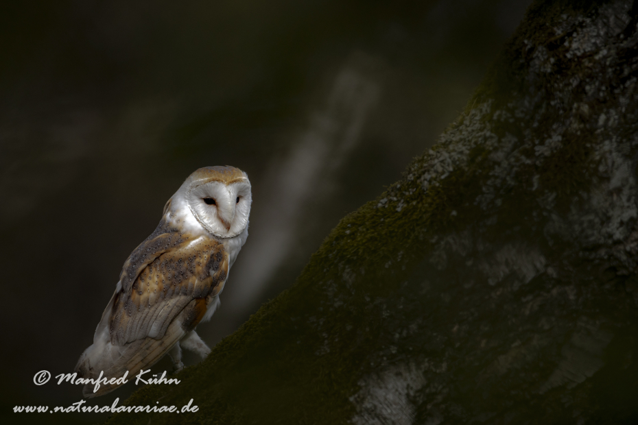 Schleiereule ()_0041