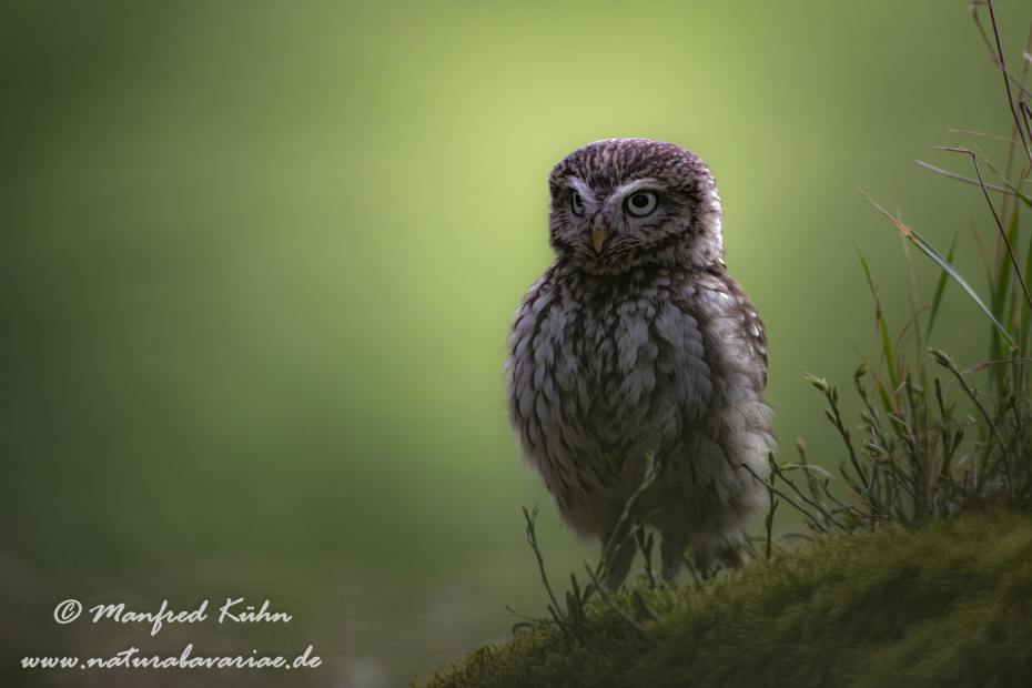 Steinkauz ()_0022
