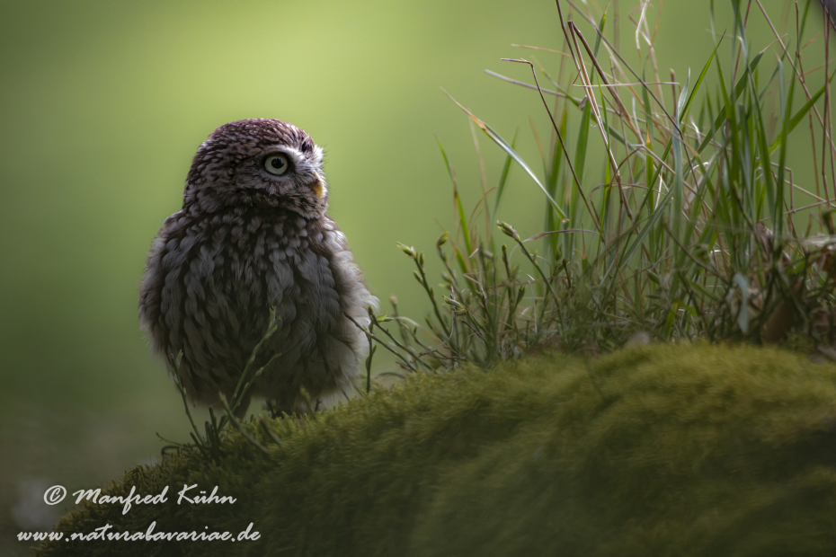 Steinkauz ()_0023
