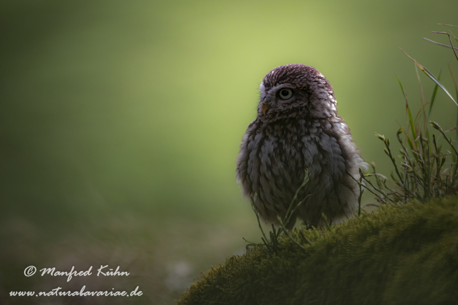 Steinkauz ()_0024