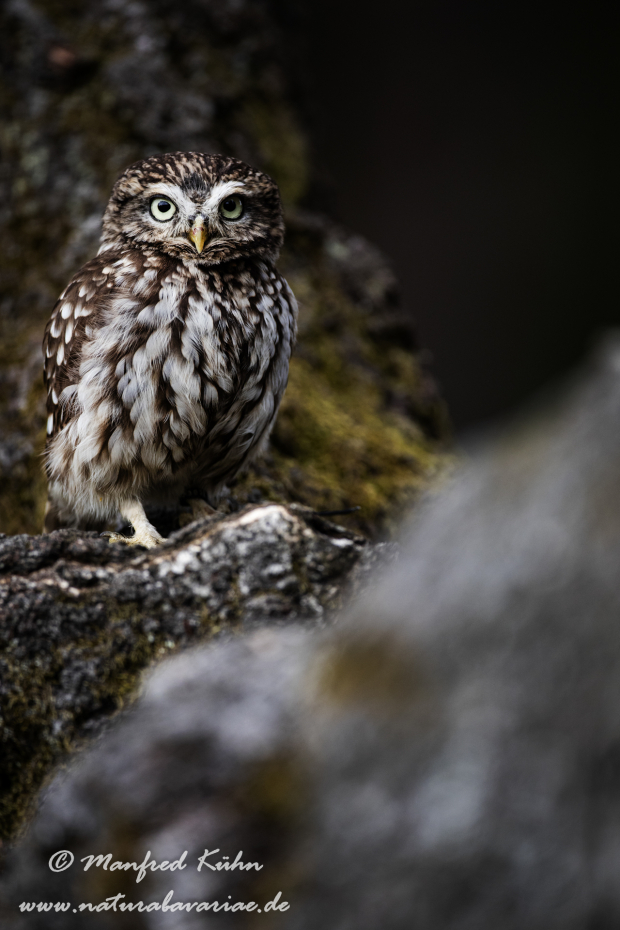 Steinkauz ()_0035