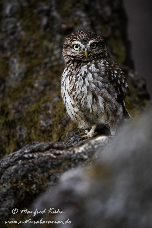 Steinkauz ()_0039