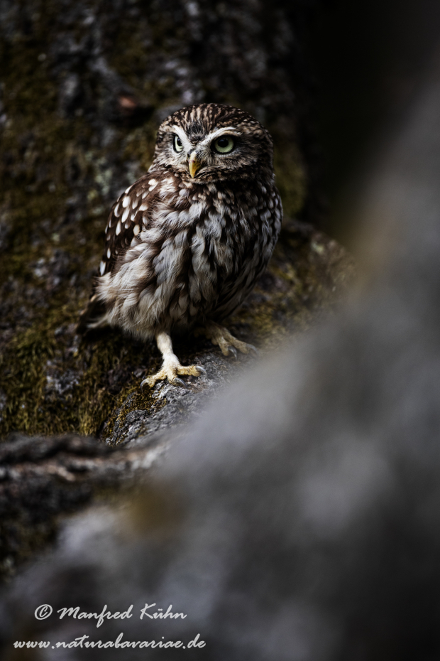 Steinkauz ()_0041