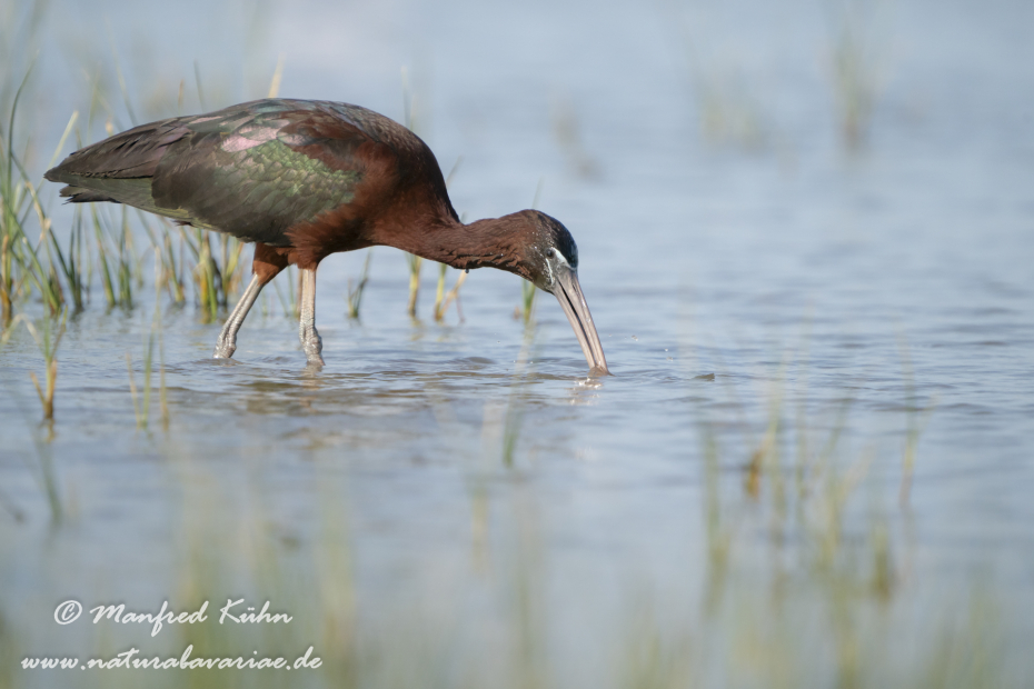 Sichler (Brauner)_0175