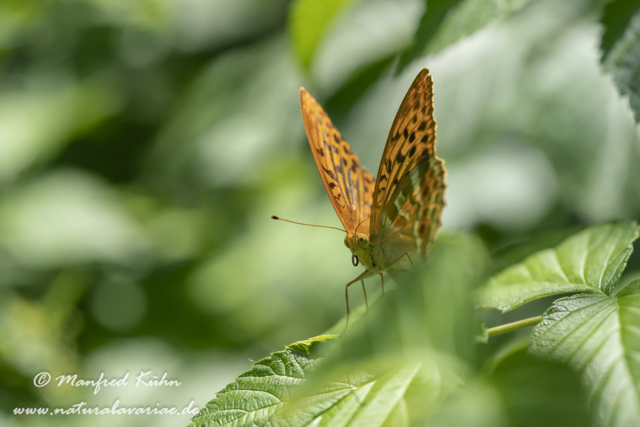 Kaisermantel ()_0026