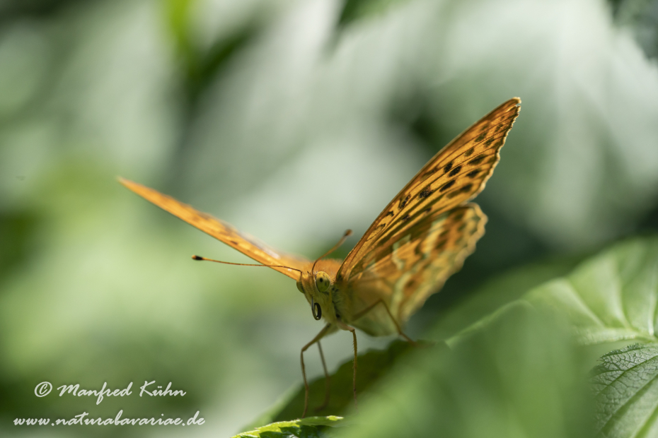 Kaisermantel ()_0029