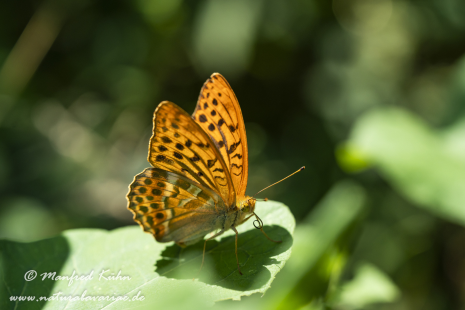 Kaisermantel ()_0037