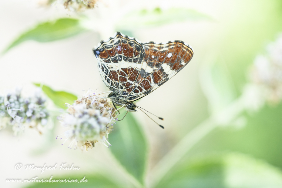 Landkärtchen (Sommer)_0039