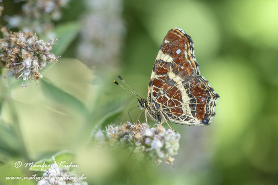 Landkärtchen (Sommer)_0040