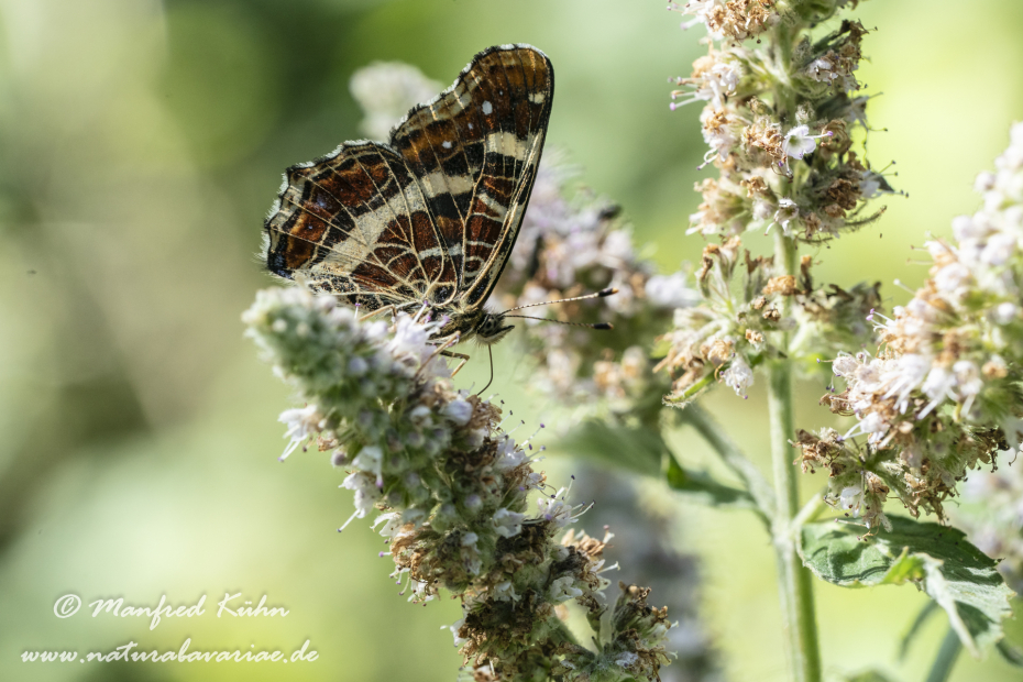 Landkärtchen (Sommer)_0041
