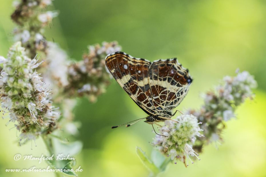 Landkärtchen (Sommer)_0044