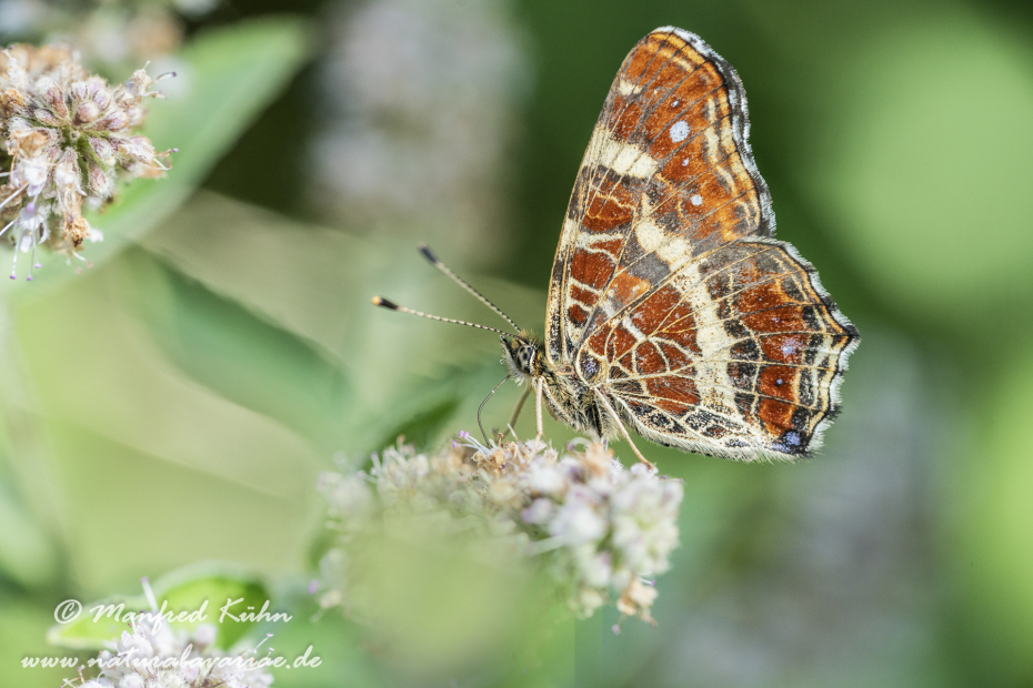Landkärtchen (Sommer)_0045